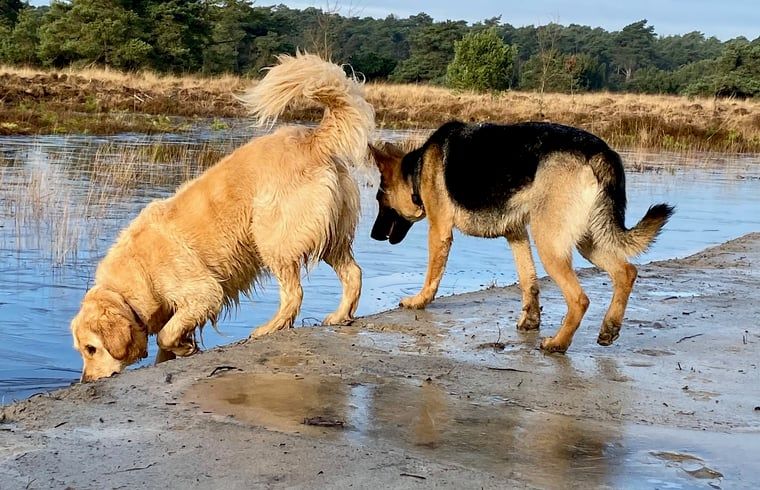 Hunde spielen am Wasser in der Naehe des Ferienhauses in Beerze, Overijssel
