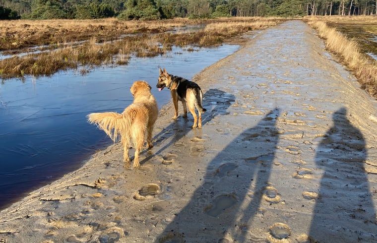 Seespaziergang mit Hunden in der Naehe des Ferienhauses in Beerze, Vechteland