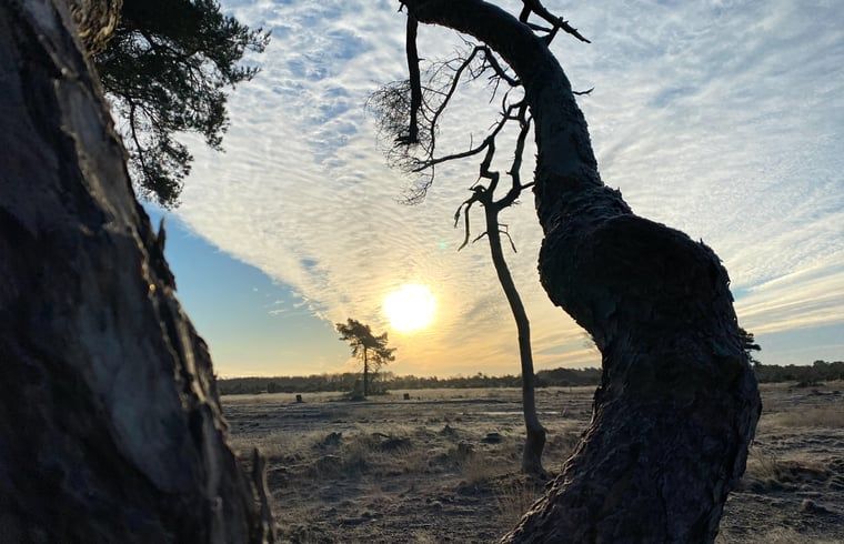Einzigartiger Baum in der Landschaft bei Sonnenaufgang in der Naehe des Ferienhauses in Beerze, Overijssel