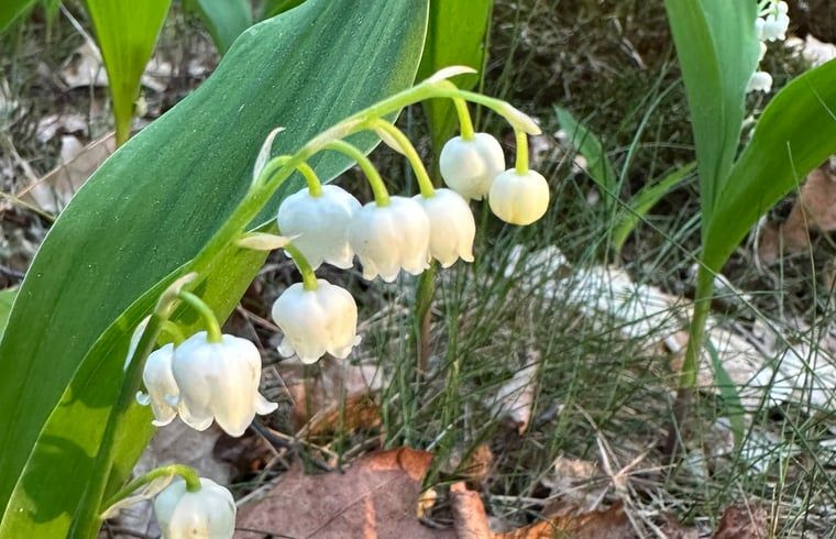 Rustieke stenen hoek bij Vakantiehuis in Dalfsen, sfeervolle details in de Vechtstreek, Overijssel.
