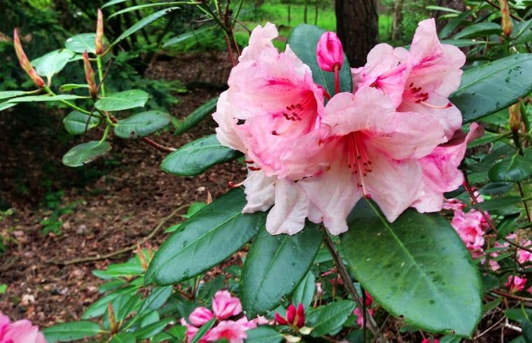 Verblijf 540539 - Vakantiewoning Vechtstreek - Vakantiehuis in Dalfsen