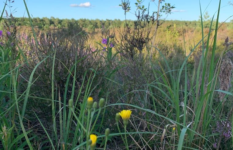Unterkunft 540841 - Ferienhaus Vechtstreek - Huisje in Balkbrug