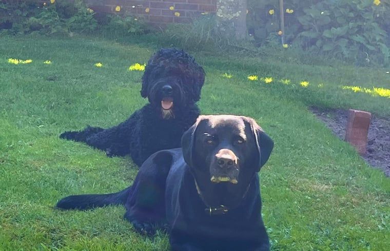 Unterkunft 540841 - Ferienhaus Vechtstreek - Huisje in Balkbrug