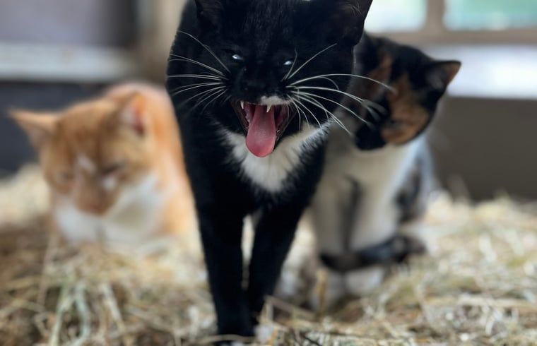 Unterkunft 540841 - Ferienhaus Vechtstreek - Huisje in Balkbrug