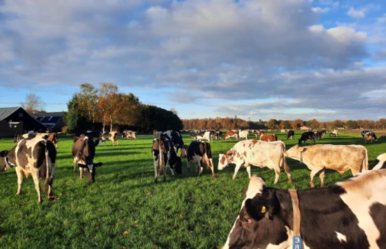 Verblijf 540845 - Vakantiewoning Vechtstreek - Vakantiehuisje in Balkbrug