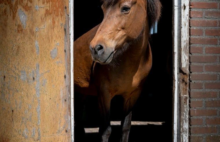 Verblijf 540845 - Vakantiewoning Vechtstreek - Vakantiehuisje in Balkbrug