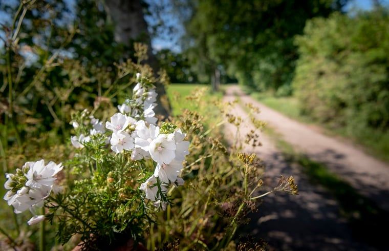 Verblijf 540845 - Vakantiewoning Vechtstreek - Vakantiehuisje in Balkbrug