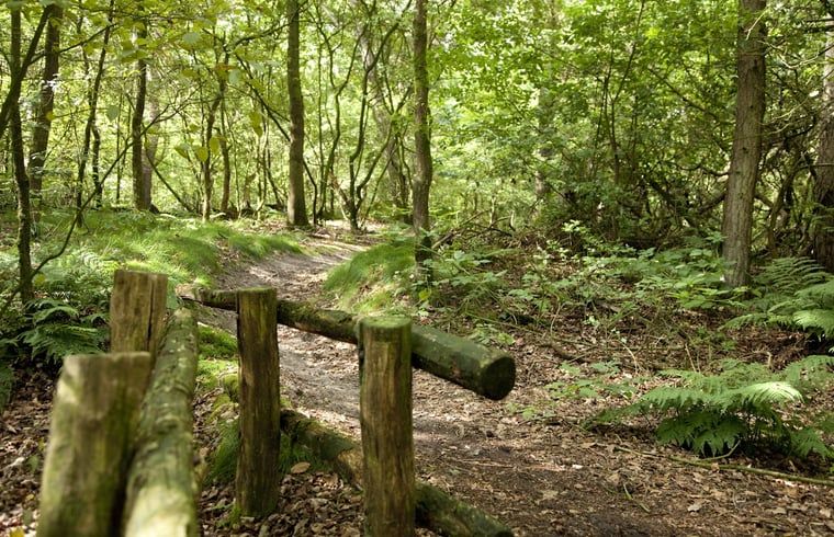 Bosrijke wandelpaden nabij Vakantiehuis in Balkbrug, Vechtstreek.