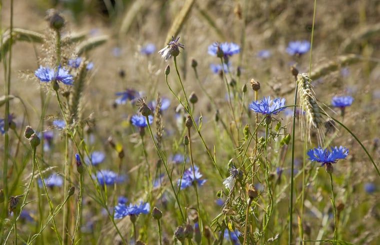 Kleurrijke bloemen in de omgeving van Vakantiehuis in Balkbrug.