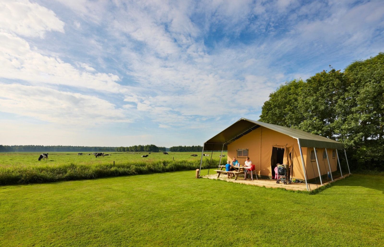 Safaritent in Rheeze, Vechtstreek met uitzicht op groene velden en koeien, ideaal voor glamping in Overijssel.