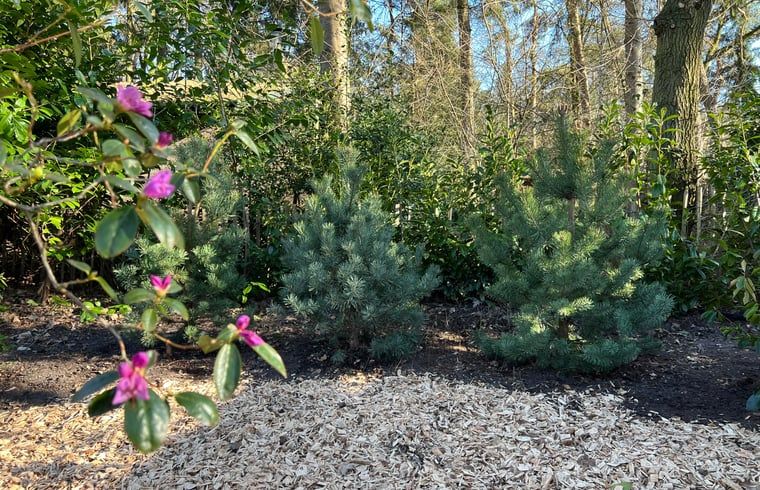 Natuurlijke omgeving bij Vakantiehuisje in Rheezerveen, Vechtstreek, Overijssel.