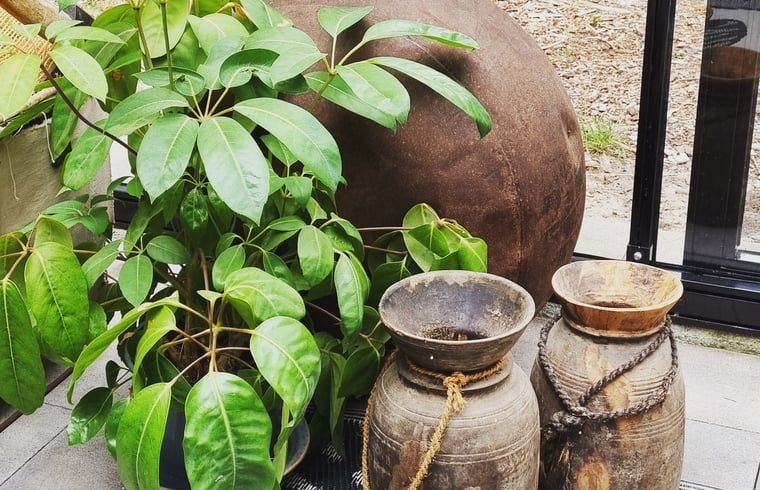 Gruenpflanzen und rustikale Toepfe im Wintergarten des Ferienhauses in Rheezerveen, Vechtstreek, Overijssel.