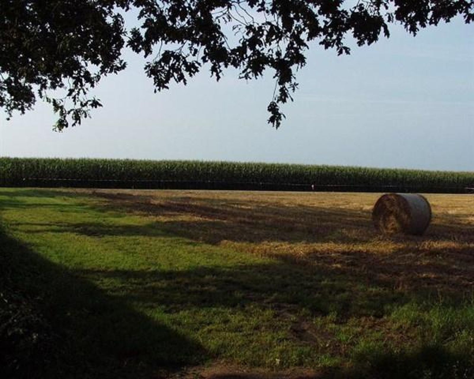 Uitzicht op groene velden bij vakantiehuis OV250, Stegeren-Ommen, Vechtstreek, Overijssel.