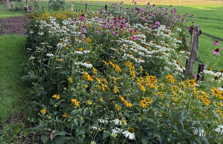 Bunte Blumenwiese in der Naehe des Ferienhauses in Giethmen, Region Vecht, mit verschiedenen bluehenden Pflanzen in Overijssel.