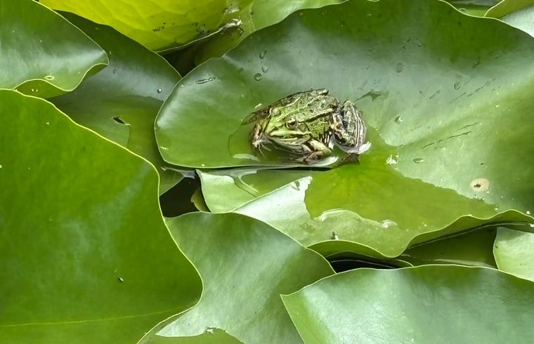 Frosch auf einem Seerosenblatt im Ferienhaus in Giethmen, Region Vechta, in einem ruhigen Teich in Overijssel.
