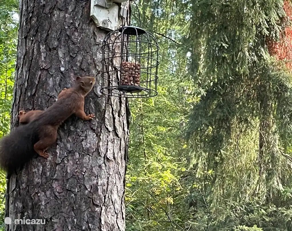 Guest house 541815 - Bungalow Vechtstreek - Giethmenseveld 't mooiste huisje