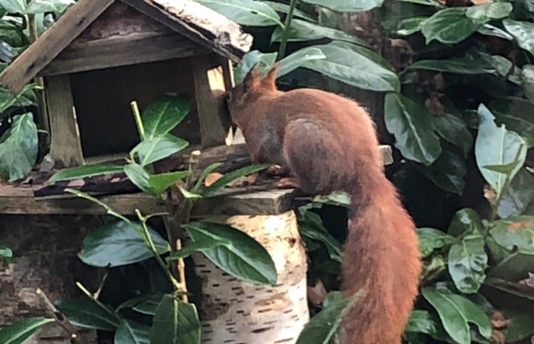 Eekhoorn in de tuin van Vakantiehuis in Bergentheim, omgeven door natuur in de Vechtstreek, Overijssel.