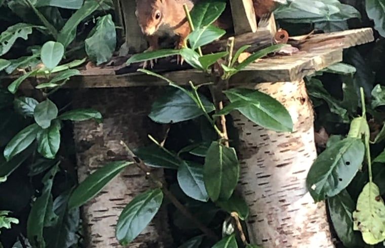Eekhoorn op voederhuisje bij Vakantiehuis in Bergentheim, gelegen in de Vechtstreek, Overijssel.