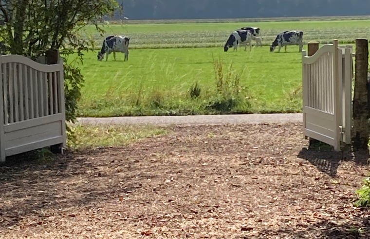 Uitzicht op grazende koeien vanuit Vakantiehuis in Bergentheim, gelegen in de Vechtstreek, Overijssel.