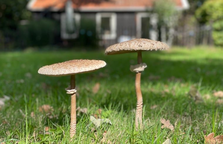 Pilze im Garten des Ferienhauses in Lemele, Vechtstreek, Overijssel.