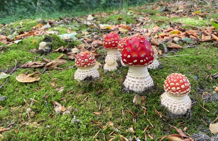 Fliegenpilze in der Naehe eines Ferienhauses in Lemele, Vechtstreek, Overijssel.