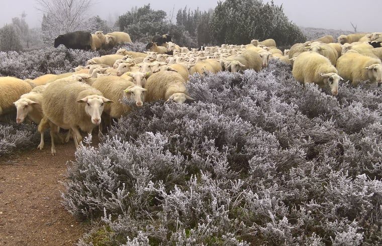 Unterkunft 542626 - Ferienhaus Vechtstreek - Vakantiehuisje in Lemele