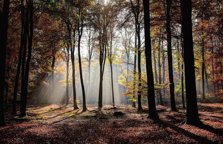 Heidevelden in de omgeving van Huisje in Lemele, Overijssel voor natuurliefhebbers.