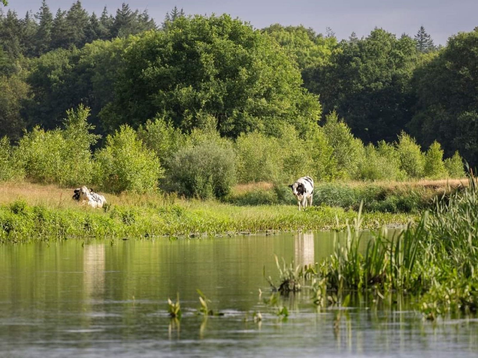 Buitenplaats Berg & Bos bij OV677 vakantiehuis in Lemele, Vechtstreek.