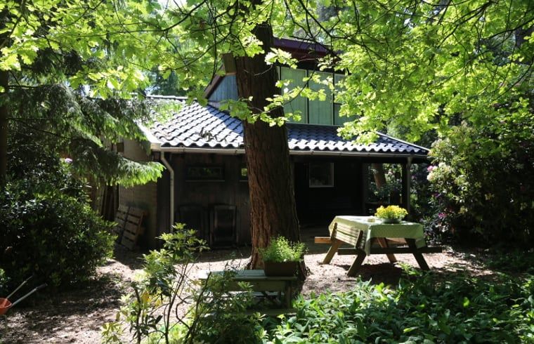 Ferienhaus in Stegeren, Overijssel mit schattiger Veranda, umgeben von gruener Natur.