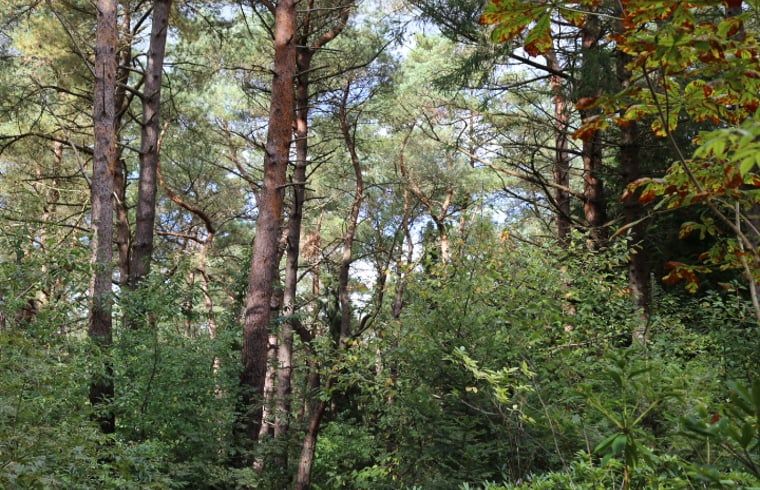 Unterkunft 542817 - Ferienhaus Vechtstreek - Vakantiehuisje in Stegeren