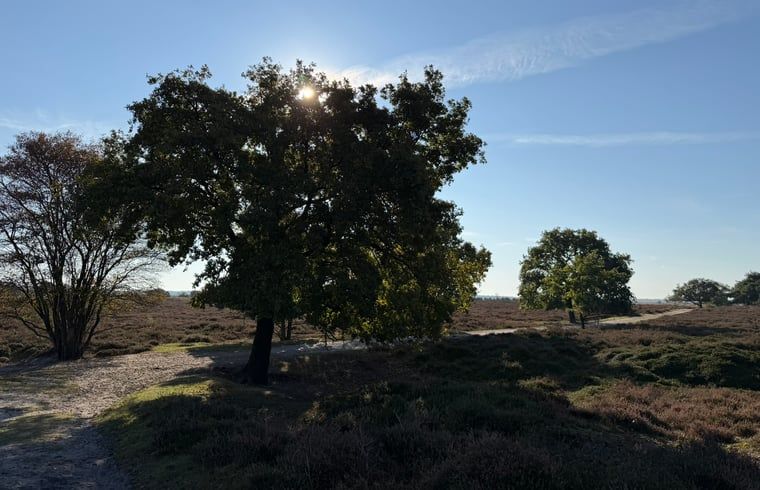 Natural surroundings with trees at Holiday home in Kloosterhaar, Vechtstreek, Overijssel.