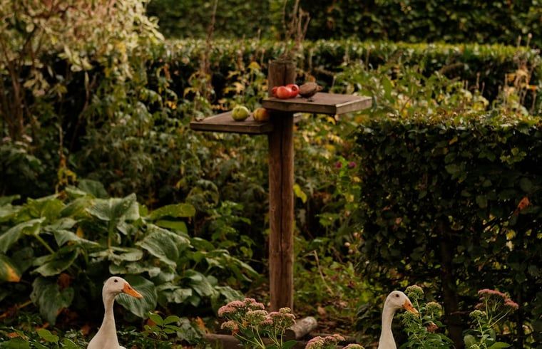 Guest house 543603 - Holiday property Vechtstreek - Vakantiehuisje in Kloosterhaar