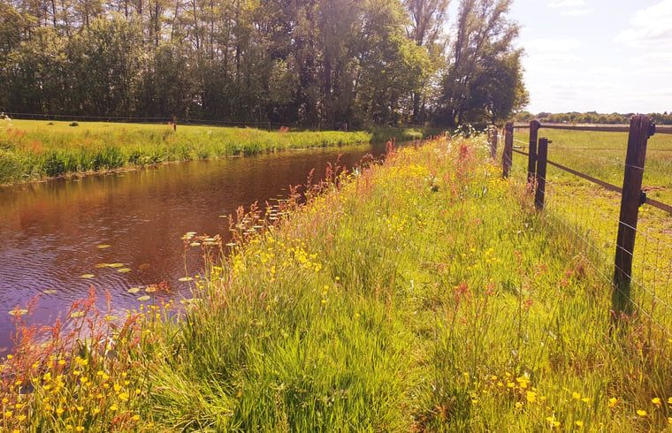Bloemrijke oever langs de rivier bij Huisje in Dedemsvaart, Vechtstreek, Overijssel.