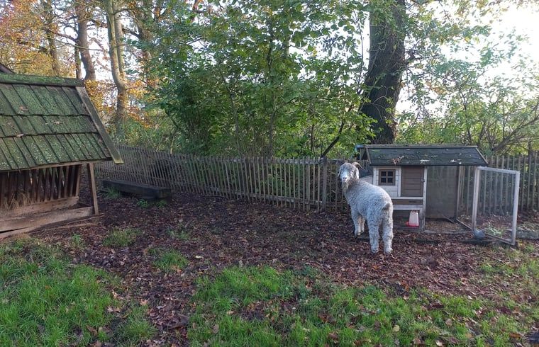 Vakantiehuis in Brucht, Vechtstreek, Overijssel met dieren in de tuin voor een landelijke ervaring.