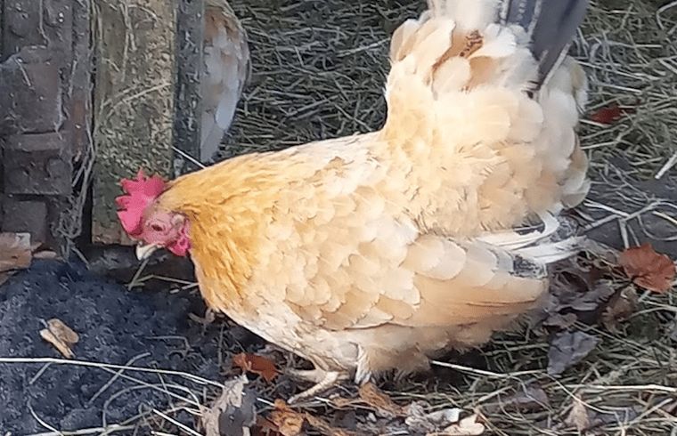 Kip in de tuin van vakantiehuis in Brucht, Vechtstreek, Overijssel voor een authentieke ervaring.