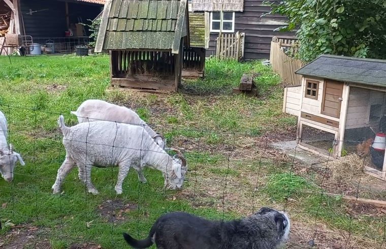 Boerderijdieren bij vakantiehuis in Brucht, Vechtstreek, Overijssel voor een landelijke sfeer.