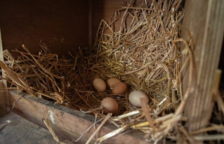 Frische Eier im Ferienhaus in Collendoorn, Vechtstreek, Overijssel. Erleben Sie das Landleben waehrend Ihres Aufenthalts.