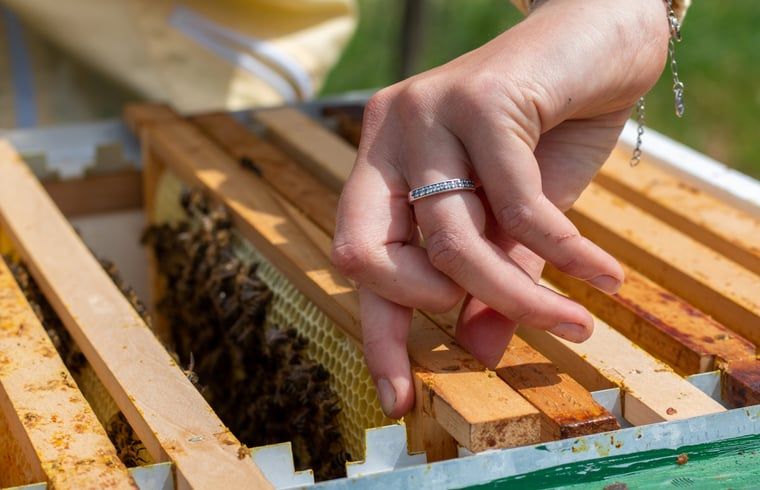 Bienenstock im Ferienhaus in Collendoorn, Vechtstreek, Overijssel. Entdecken Sie die lokale Imkerei und Honigproduktion.