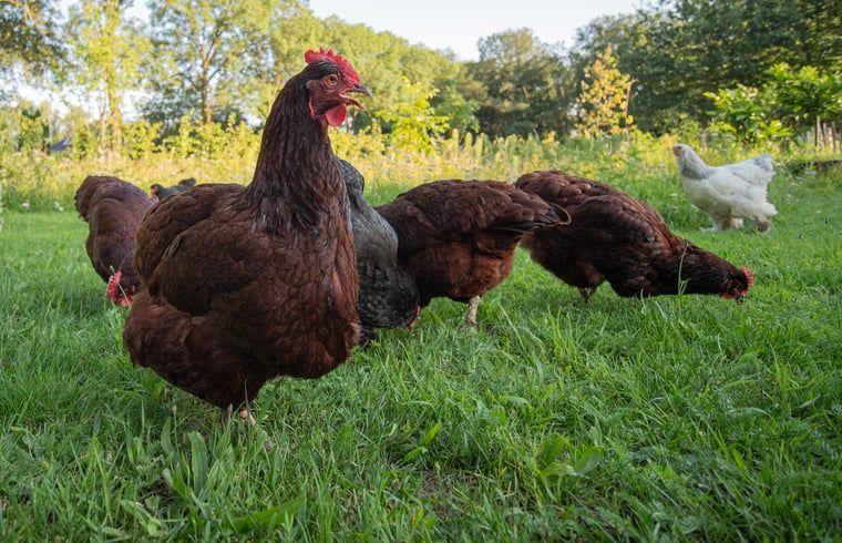Kippen in de tuin van Huisje in Collendoorn, Vechtstreek. Vakantiehuis omgeven door natuur in Overijssel.