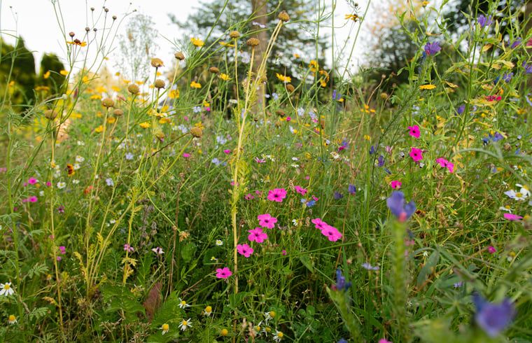 Wilde bloemen bij Huisje in Collendoorn, Vechtstreek. Vakantiehuis met natuurlijke schoonheid in Overijssel.