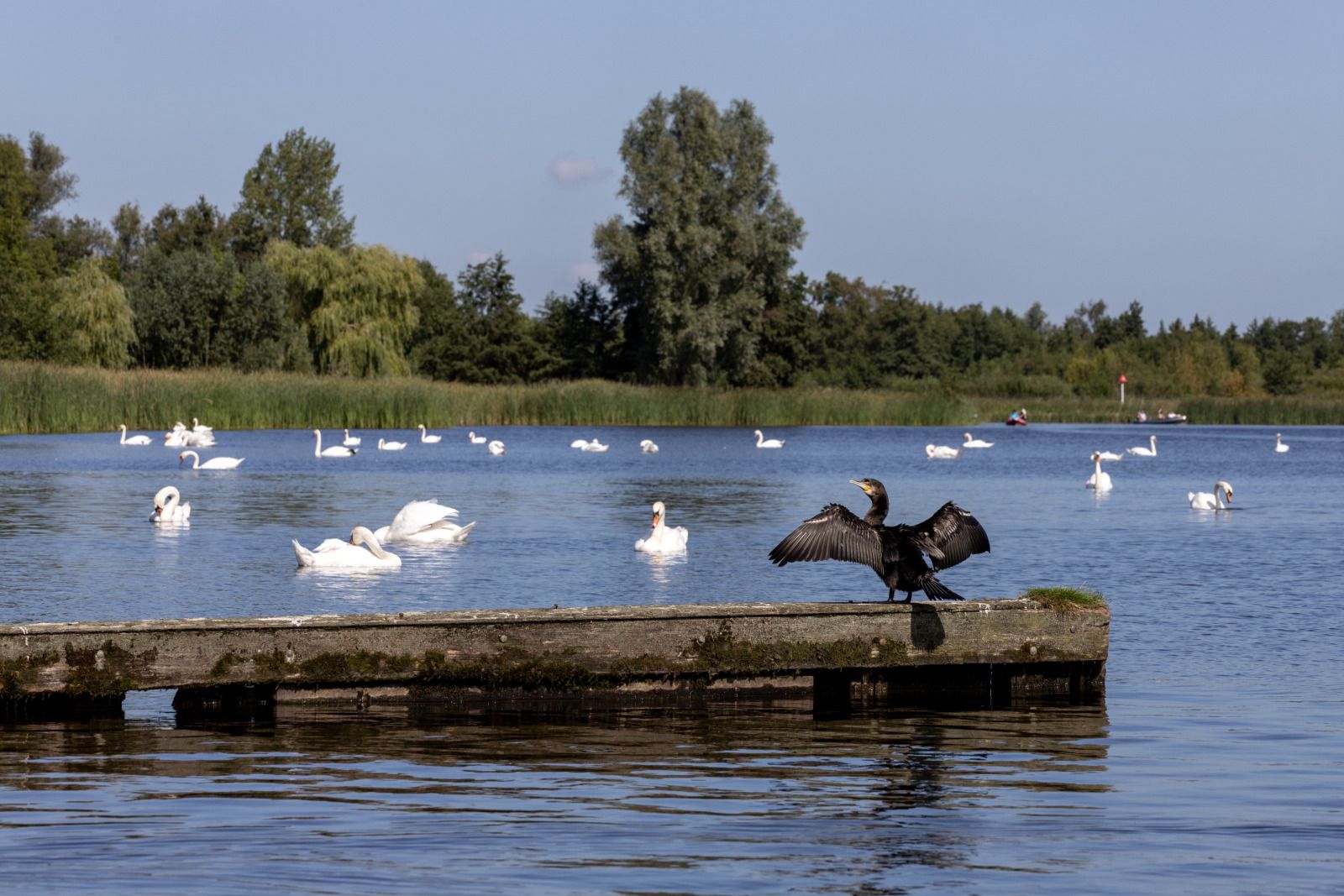 Unterkunft 5501116 - Ferienhaus Noordwest Overijssel - OV793
