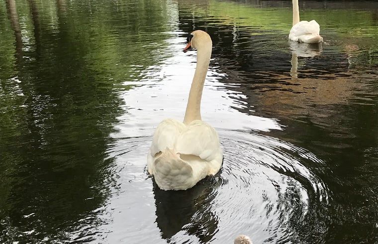 Schwaene in den Gewaessern von Giethoorn, in der Naehe eines Ferienhauses in Overijssel.