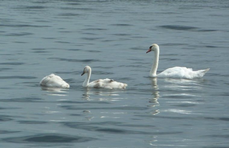 Guest house 550151 - Holiday property Noordwest Overijssel - Huisje in Giethoorn