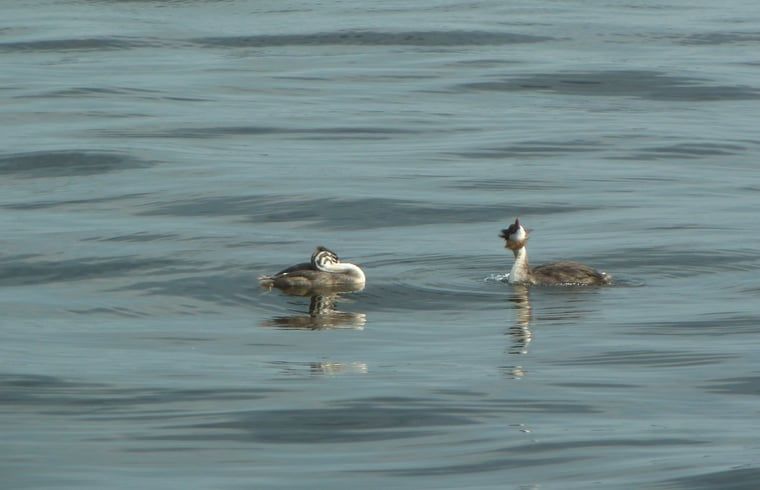 Guest house 550151 - Holiday property Noordwest Overijssel - Huisje in Giethoorn