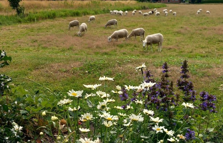 Schafe in der Naehe eines Ferienhauses in Scheerwolde, Overijssel, mit Blumenwiese und Natur.