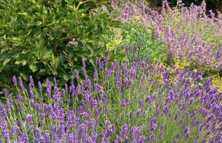 Bluehender Lavendel im Ferienhaus in Scheerwolde, Overijssel, mit duftendem Garten und ruhiger Atmosphaere.