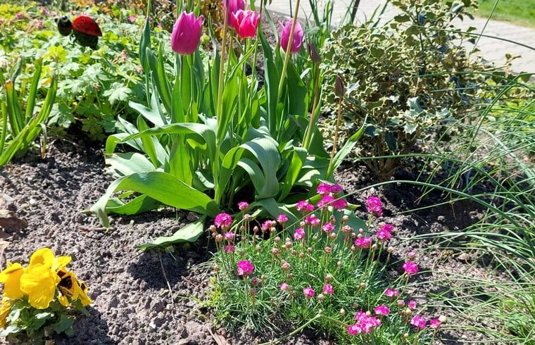 Blumenpracht im Garten des Ferienhauses in Scheerwolde, Overijssel, mit bunten Tulpen und Natur.