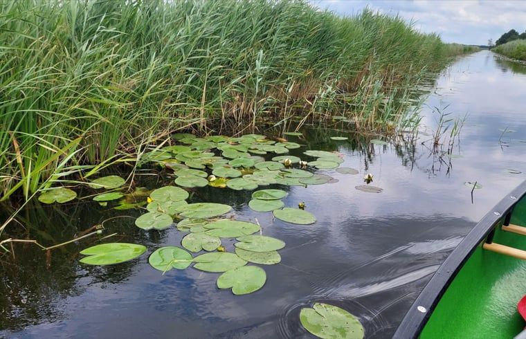 Seerosen bei Ferienhaus in Scheerwolde, Overijssel, mit natuerlicher Schoenheit.