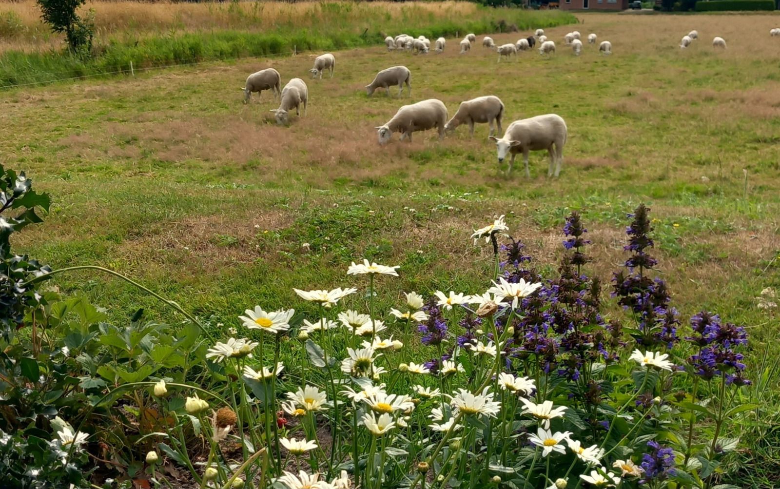 Schafe in der gruenen Landschaft um das Ferienhaus OV700 in Scheerwolde, Nordwest Overijssel.