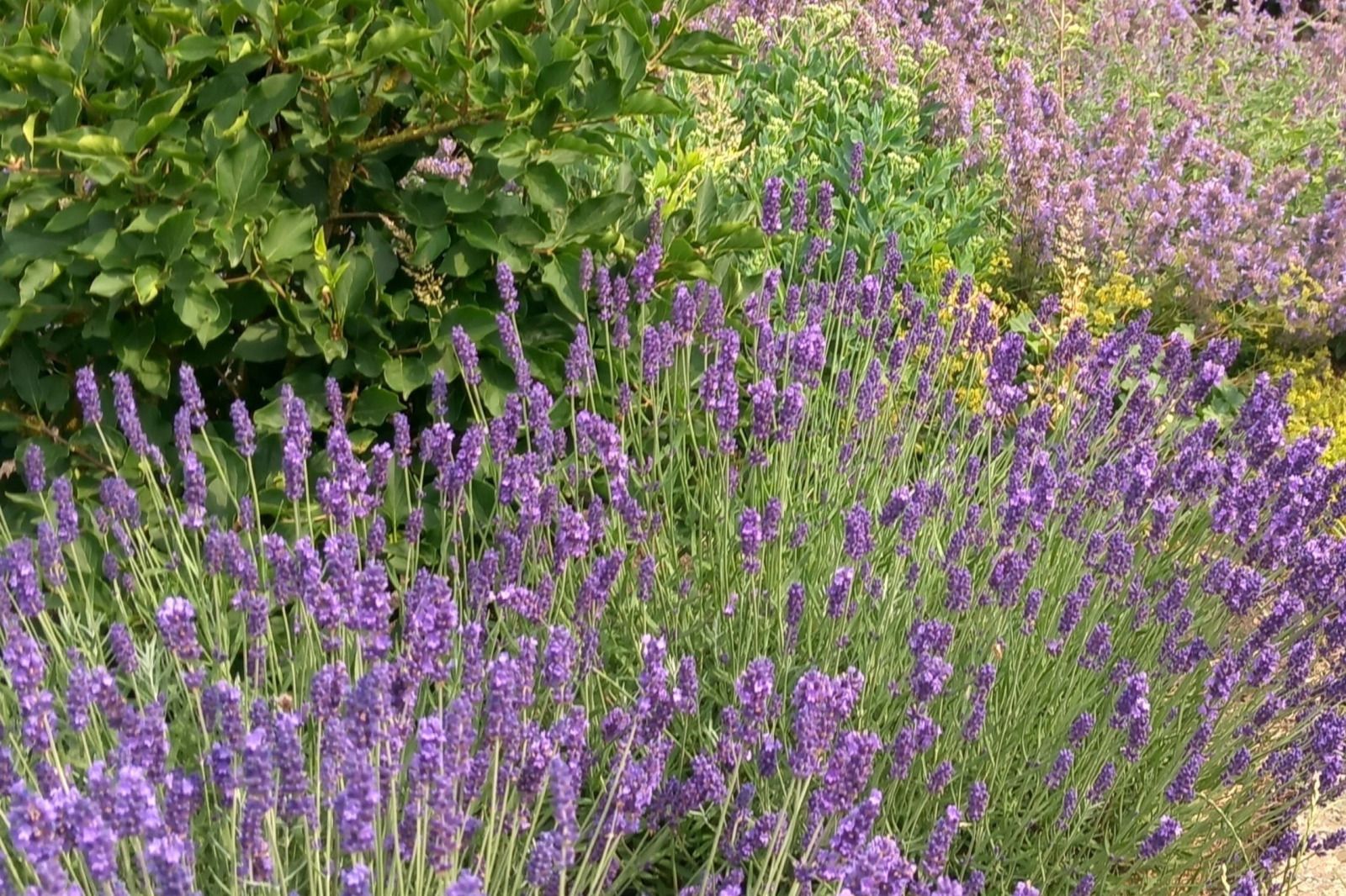 Lila lavendel bloeit in de tuin van OV701 vakantiehuis Scheerwolde, Overijssel, omgeven door groen.